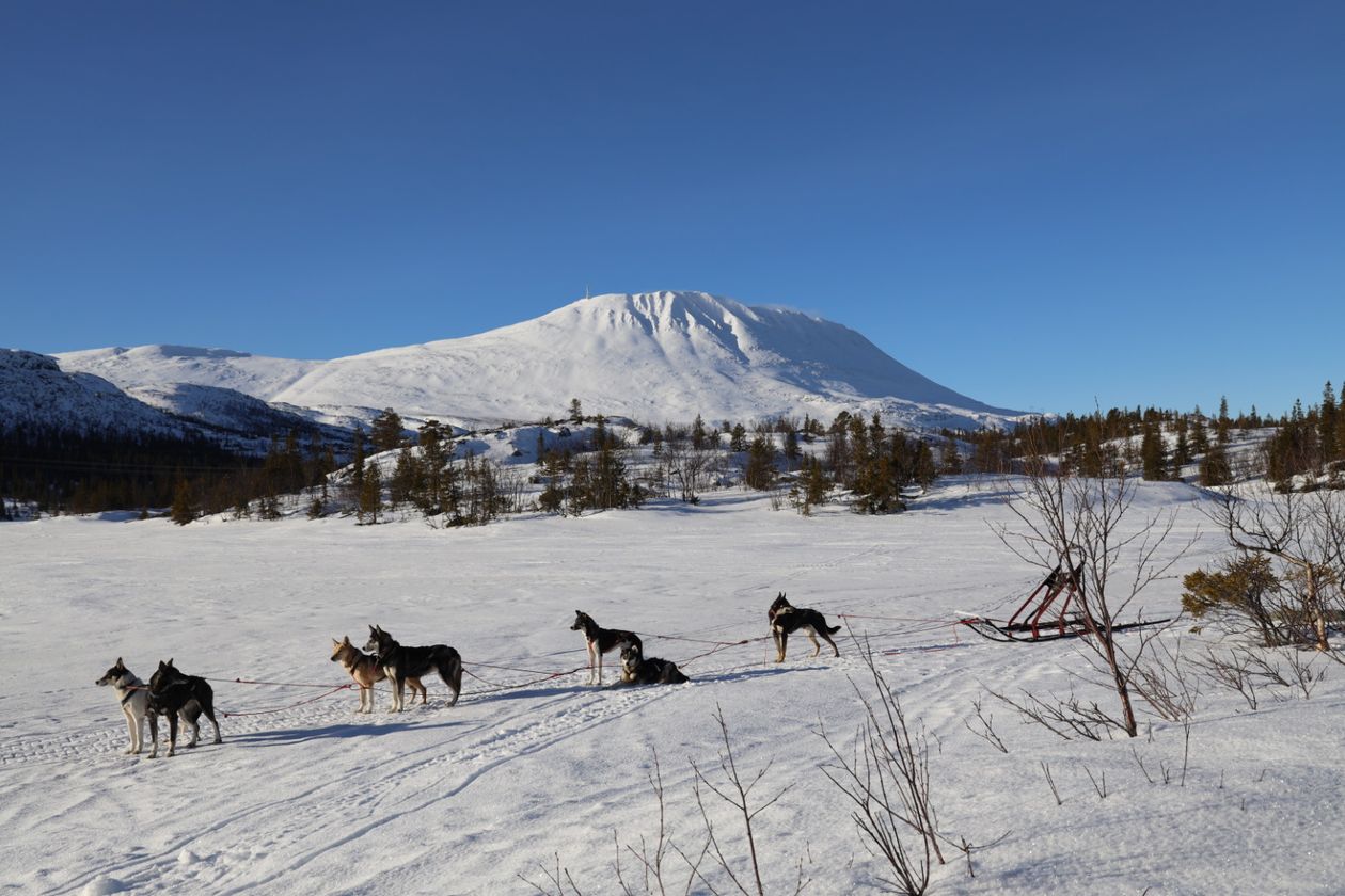 Hundkjøring Gausta 6 Yrbphv